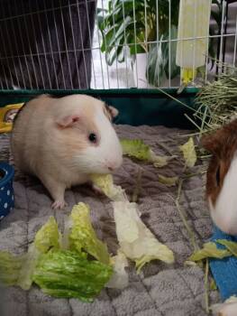 Rescue Guinea Pig Guinea Pigs for Adoption in Papillion, Nebraska - Apollo | PetCurious